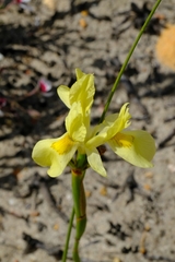 Moraea anomala