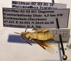 Maccevethus corsicus