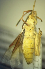 Maccevethus corsicus