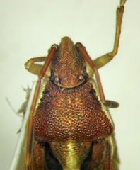 Maccevethus corsicus