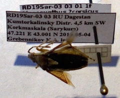 Maccevethus corsicus