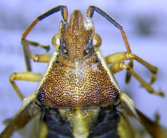 Maccevethus corsicus