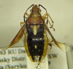 Maccevethus corsicus