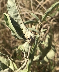 Ditylenchus phyllobius