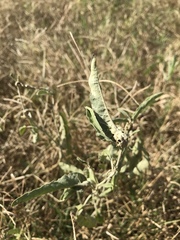 Ditylenchus phyllobius