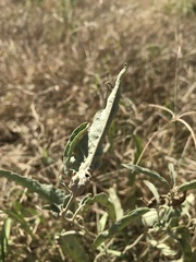 Ditylenchus phyllobius