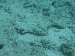 Parapercis millepunctata