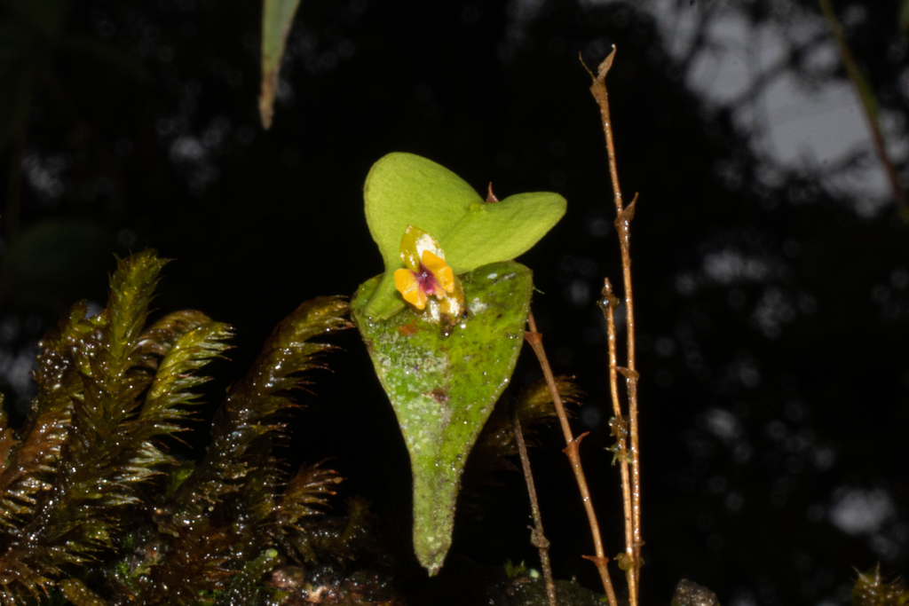 Lepanthes auditor