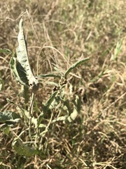 Ditylenchus phyllobius