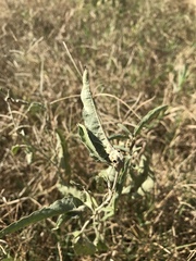 Ditylenchus phyllobius