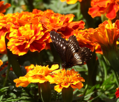 Catasticta flisa flisa