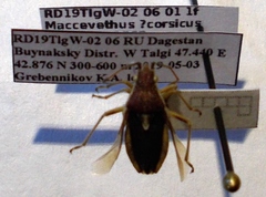 Maccevethus corsicus