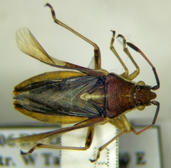 Maccevethus corsicus