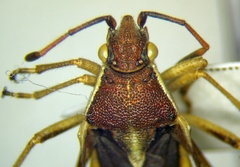 Maccevethus corsicus