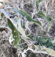 Ditylenchus phyllobius