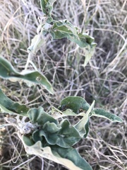 Ditylenchus phyllobius