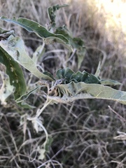 Ditylenchus phyllobius