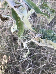 Ditylenchus phyllobius