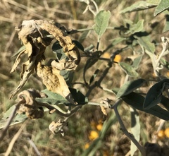 Ditylenchus phyllobius