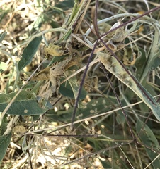 Ditylenchus phyllobius