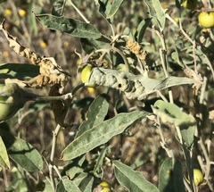 Ditylenchus phyllobius