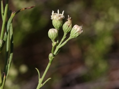 Baccharis malibuensis