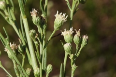 Baccharis malibuensis
