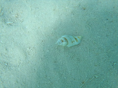 Gibberulus gibberulus