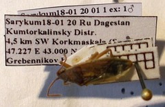 Maccevethus corsicus