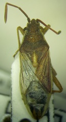 Maccevethus corsicus