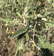 Ditylenchus phyllobius