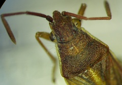 Maccevethus corsicus