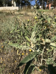 Ditylenchus phyllobius