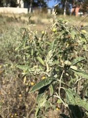 Ditylenchus phyllobius