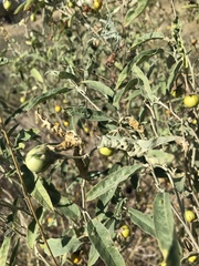 Ditylenchus phyllobius