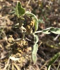 Ditylenchus phyllobius