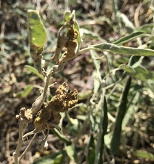 Ditylenchus phyllobius