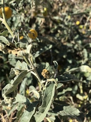 Ditylenchus phyllobius