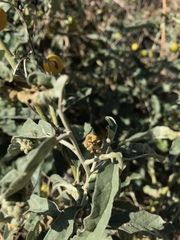 Ditylenchus phyllobius