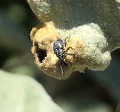 Ditylenchus phyllobius