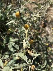 Ditylenchus phyllobius