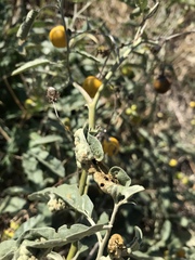 Ditylenchus phyllobius