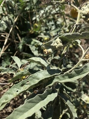 Ditylenchus phyllobius