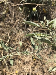 Ditylenchus phyllobius