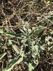 Ditylenchus phyllobius