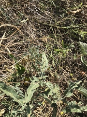 Ditylenchus phyllobius