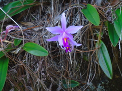 Laelia anceps