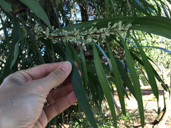 Hakea eriantha