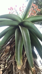 Aloe vaombe