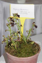 Ophrys speculum speculum